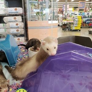 Meet your Posher, Todd